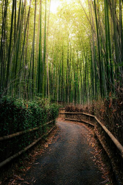 Arashiyama bamboo grove