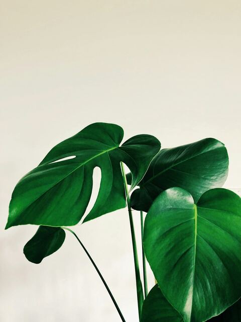 Monstera