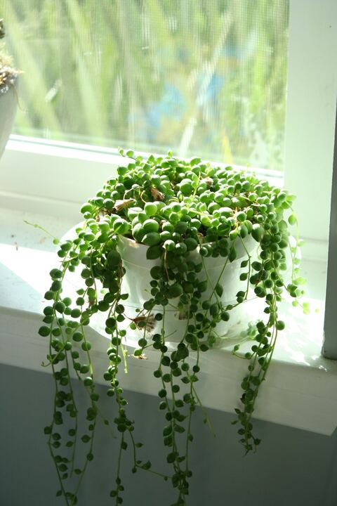 String of pearls